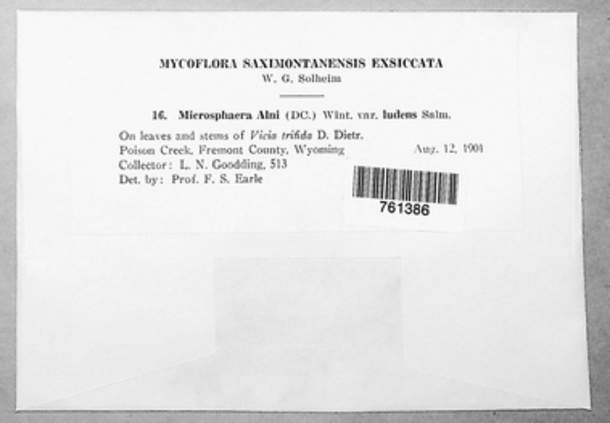 Microsphaera alni var. ludens image